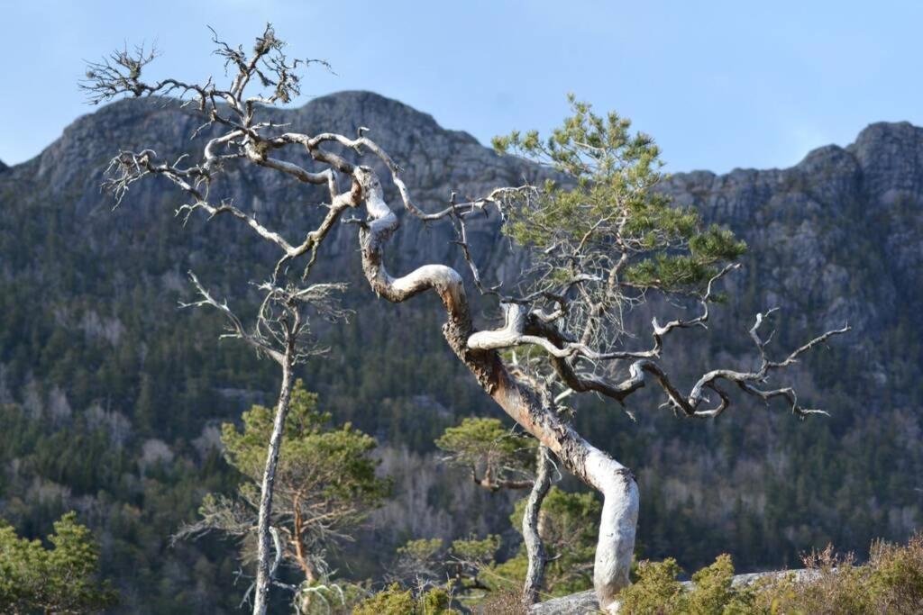Treehut, Nature, Birds, Silence And Fjord Samlanes Luaran gambar