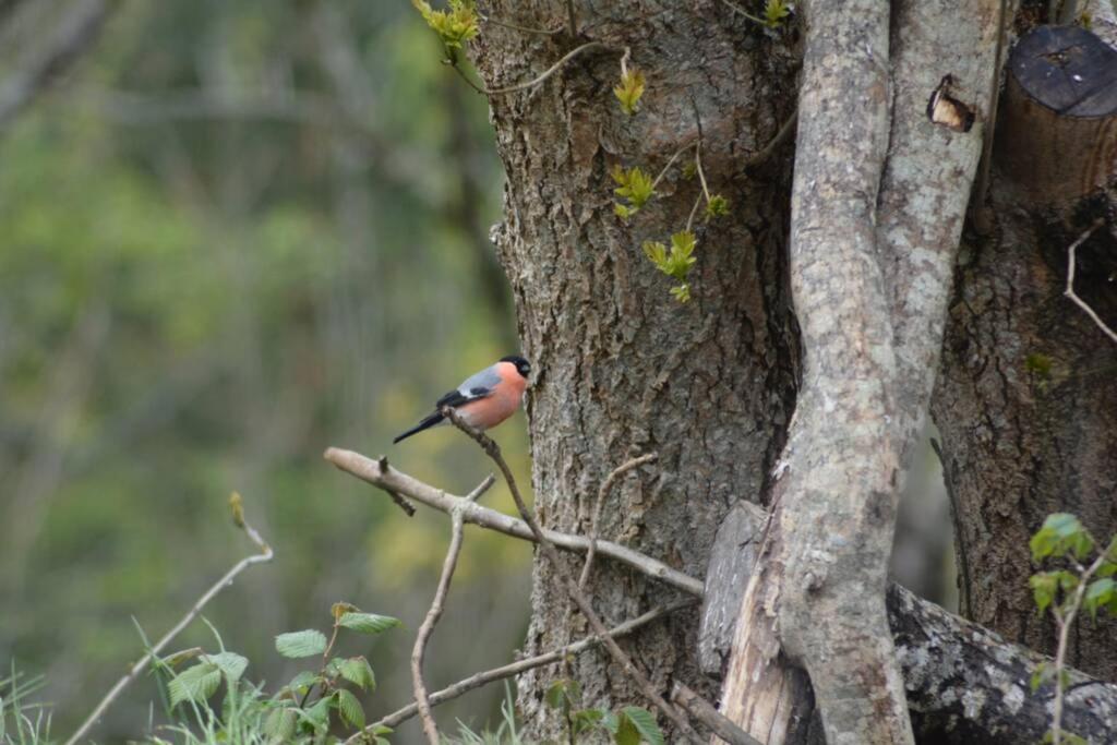 Treehut, Nature, Birds, Silence And Fjord Samlanes Luaran gambar