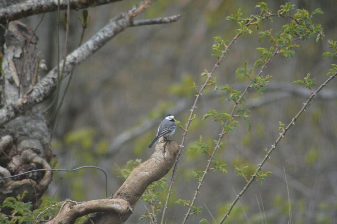 Treehut, Nature, Birds, Silence And Fjord Samlanes Luaran gambar